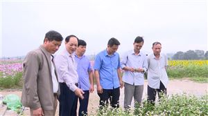 Lãnh đạo Sở Nông nghiệp & Phát triển nông thôn tỉnh thăm mô hình trồng hoa tại Đồng Trung