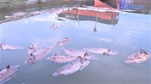 Thanh Thủy: Sông Đà cạn nước, cá lồng chết hàng loạt