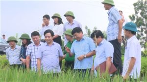 Phó Chủ tịch UBND tỉnh Nguyễn Thanh Hải kiểm tra và thăm quan một số mô hình sản xuất nông nghiệp trọng điểm của huyện 