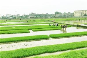 Lịch lấy nước phục vụ gieo cấy vụ Đông Xuân 2021-2022
