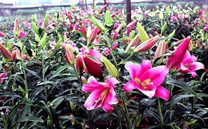 lang hoa Phương vien  tan phuong